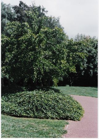 Maiden Hair Tree